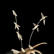 Cover image of Bird Group in Caribou Antler